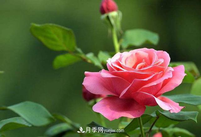 中国十大花卉排名，哪种名花排名**？(图1)