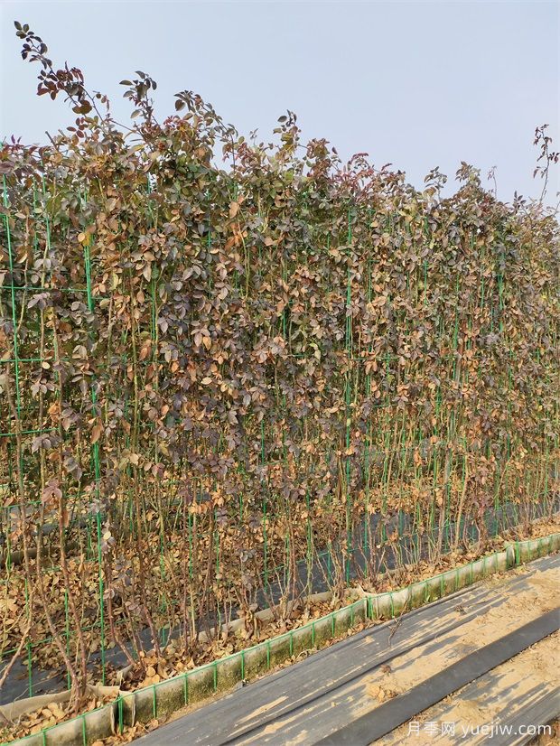 红色欧月蒂娜上海龙凤419片打造安徽花墙景观(图2)