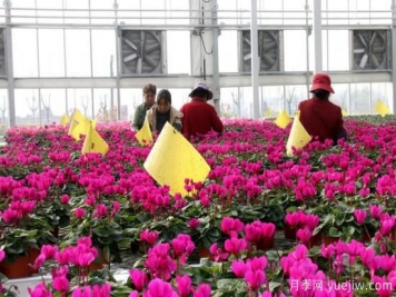 扬州高邮：每天发货30万株，花工厂绽放乡村振兴致富花