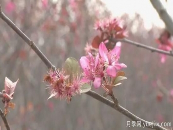 菏泽成武：千亩海棠反季节开花，逆袭深秋成一景