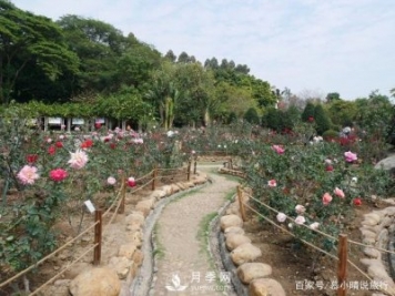 广州“五彩缤纷”的月季花园，开满全园，游客赞道太美了