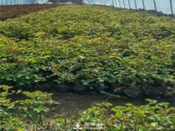 各类盆栽月季上市，南阳杯苗基地全国批发中