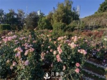 深圳免费月季花展，人民公园月季花盛开