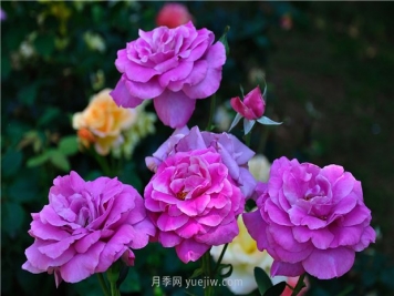 南昌滨江月季园，带你去看天下风流的江西月季花