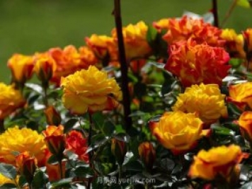 安阳市滑县森林公园月季花开放，赏花打卡正当时