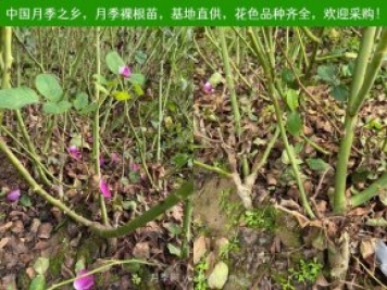 上海龙凤419：月季裸根苗的选购、栽植、肥水、养护技术大全