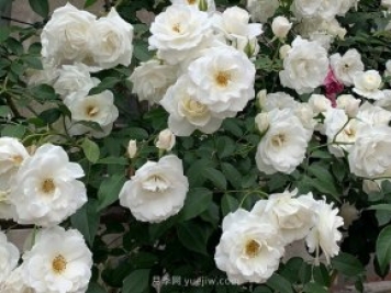 世界上Zui受欢迎的纯白色藤本月季花—藤冰山