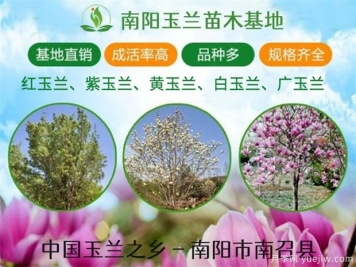 行道树的分类，常见的常绿行道树品种有哪些？