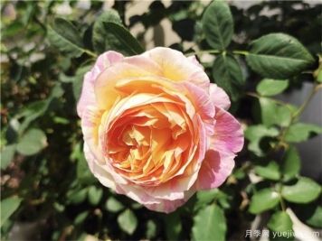 100种玫瑰花的名字，来了解下不同颜色的品种月季