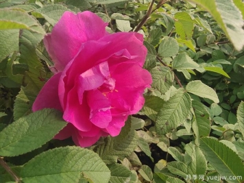 四季玫瑰的种植方法和养护要点
