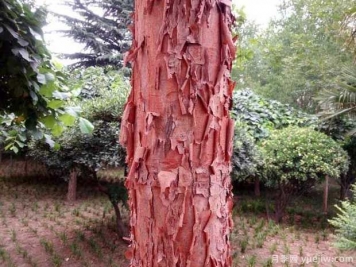 血皮槭的图片特点和种植养护