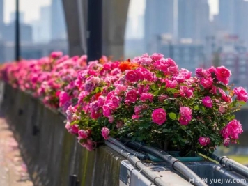 杭州高架月季盛开，200万株月季花装扮空中花廊