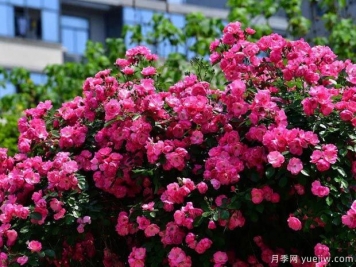 武汉新增多条绝美月季花道，江城处处花海景观