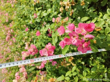 安吉拉月季盆栽苗，60厘米高基地发货