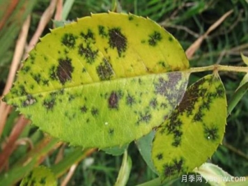 深秋天季节月季出现斑点的病害原因与防治