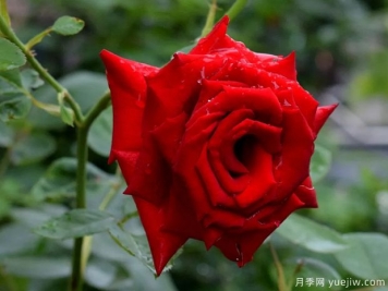 2023年情人节十大玫瑰品种销量榜，卡罗拉位居首位