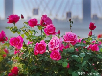 月季盛会，南阳将举办2023中国·南阳首届世界月季博览会