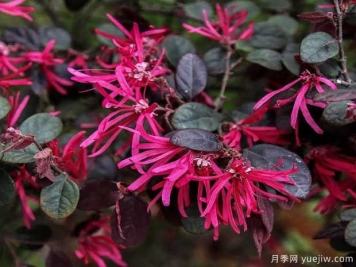红花檵木花团簇锦，广泛用于园林造景