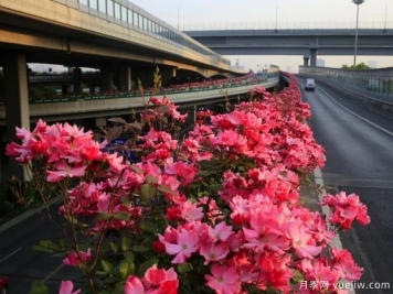 30万株新品种，杭州高架月季会带来什么样的惊喜？