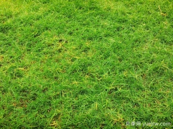 夏季铺草坪发黄干枯，如何提高草皮铺植成活率？