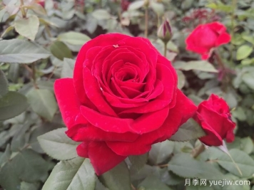 原产中国的玫瑰花(月季花)，是如何成为美国国花的？