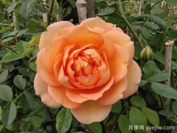 中国月季：欧洲玫瑰花的祖宗，为世界园艺做出了巨大贡献