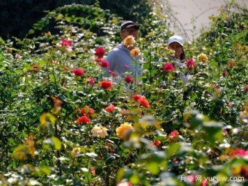 南宁花卉公园3万株月季入盛花期，市民闻香而来