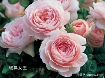 100种月季玫瑰品种图鉴大全，你认识有没有超过10个？