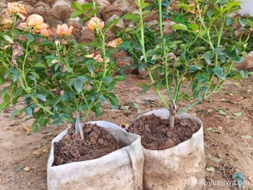 盆栽月季多年不换盆，3个办法也能保持生长旺盛