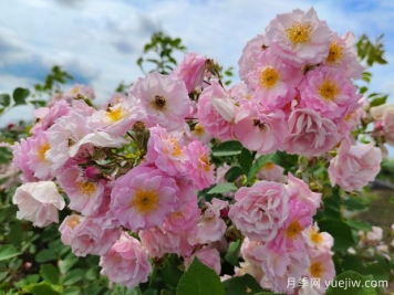 山木香和野蔷薇的辨识区别
