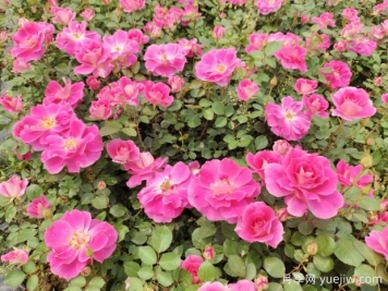 仙境盆栽月季杯苗粉色丰花，绿化工程批发