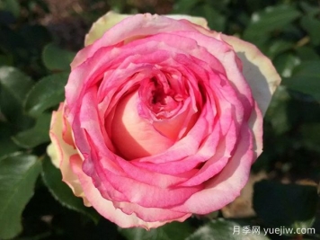 我的玫瑰月季/我的花