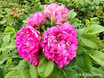 紫枝玫瑰，一年多次开花的绿化玫瑰