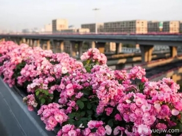 杭州高架月季实现定期开花，是如何进行花期调控的？