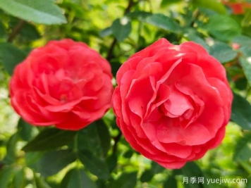 种上木香蔷薇花蛮强爆花，红橙白黄木香你喜欢哪个？