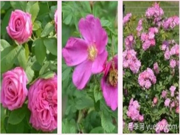轻松区分月季、玫瑰和蔷薇ROSE三姐妹，不再迷茫于爱情花海