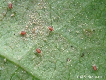 月季常见病虫害之红蜘蛛的习性和防治措施
