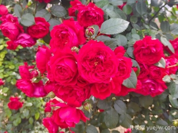 6款红色系的藤本月季品种，适合打造网红花墙