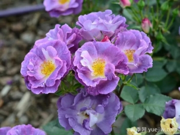 月季大千世界，5个令人惊叹的稀有玫瑰品种