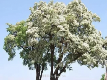 合肥市公布了第一批十大优良乡土树种名录