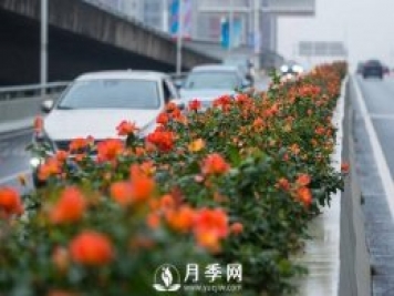 月季花期可调控，看武汉10月中旬月季花艳丽开放