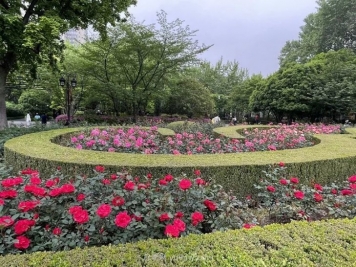 上海复兴公园月季园，月季花开献给市民的视觉盛宴