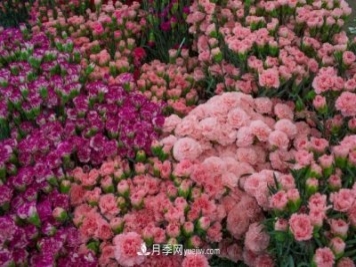 中国6大花市，全国花卉批发市场介绍