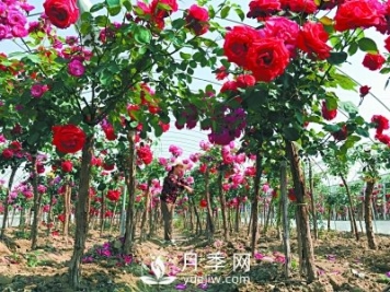 新品“月季树”为北京市花添色彩，居然引种自南阳内乡