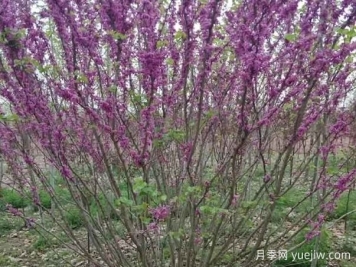 紫荆树与丛生紫荆的区别？