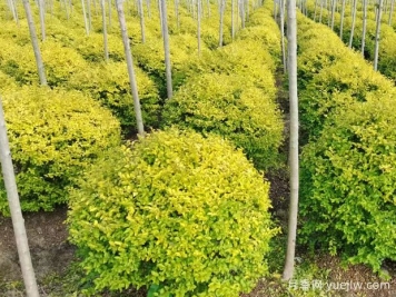 荆门沙洋县十里铺镇4万亩苗木成为致富的绿色产业
