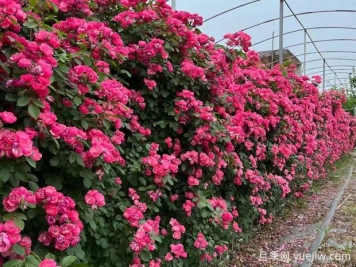 五种高颜值爬藤花，生长迅速，轻松打造美丽花墙
