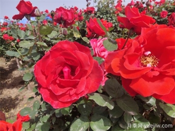 月季、玫瑰、蔷薇分别是什么？如何区别？