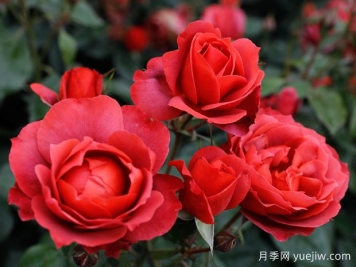 21朵玫瑰：不只是浪漫，还藏着这些深意