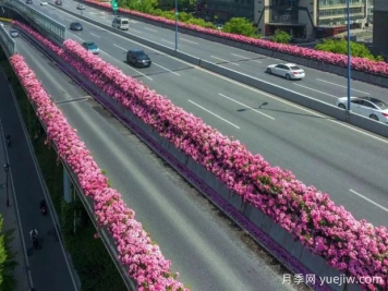 杭州高架月季初开，2024年又到走花路时间